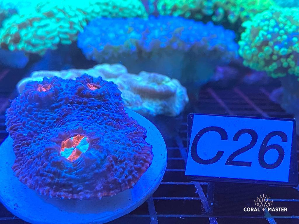 C26 Chalice Ultra