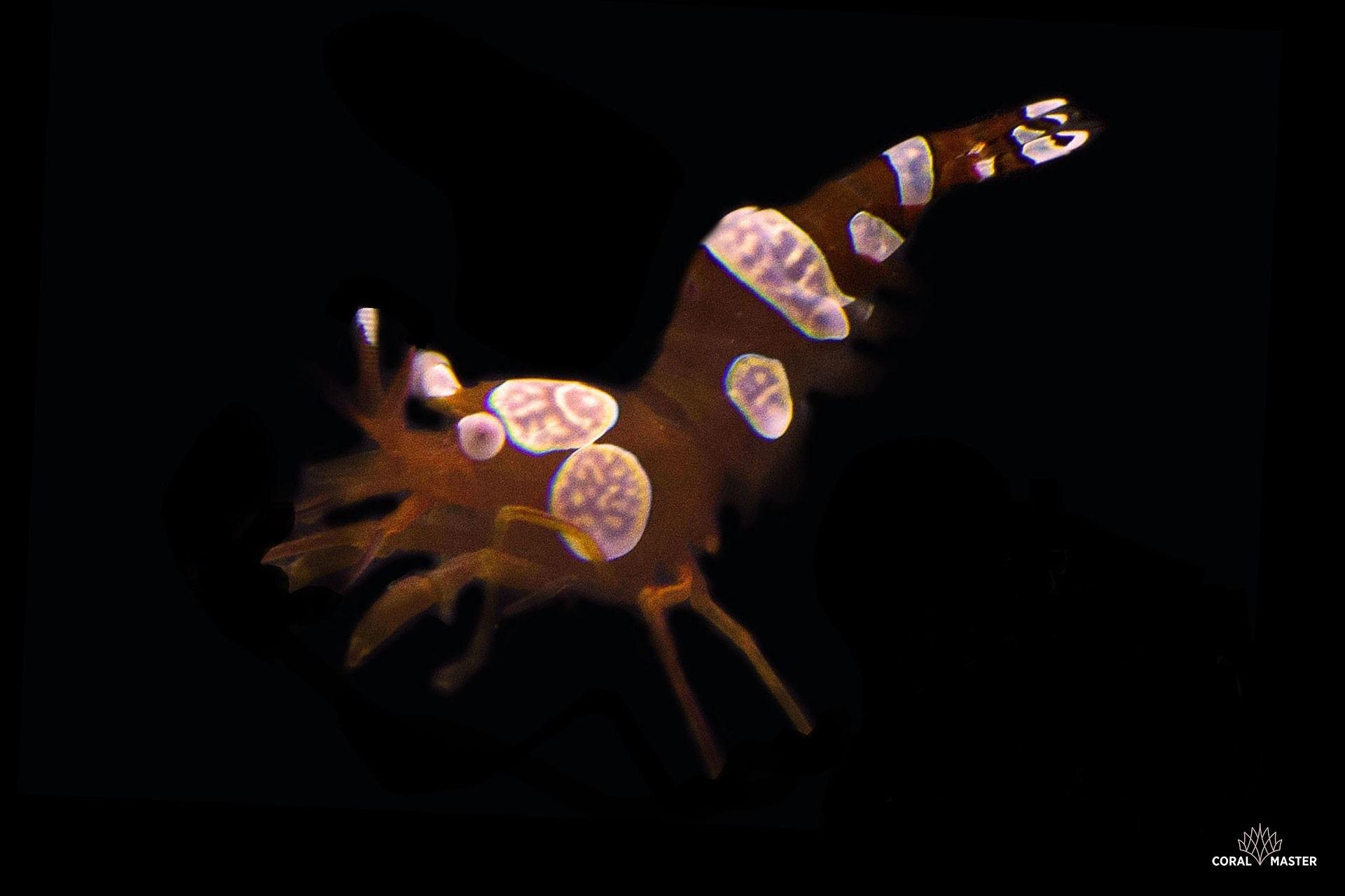 Thor amboinensis – Sexy Shrimp