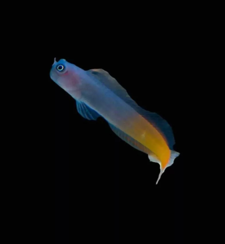 Ecsenius bicolor zweifarbiger Schleimfisch